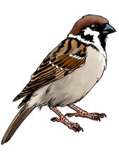 Sparrow PNG-20145